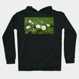 Oxeye Daisy Flower with grass background Hoodie